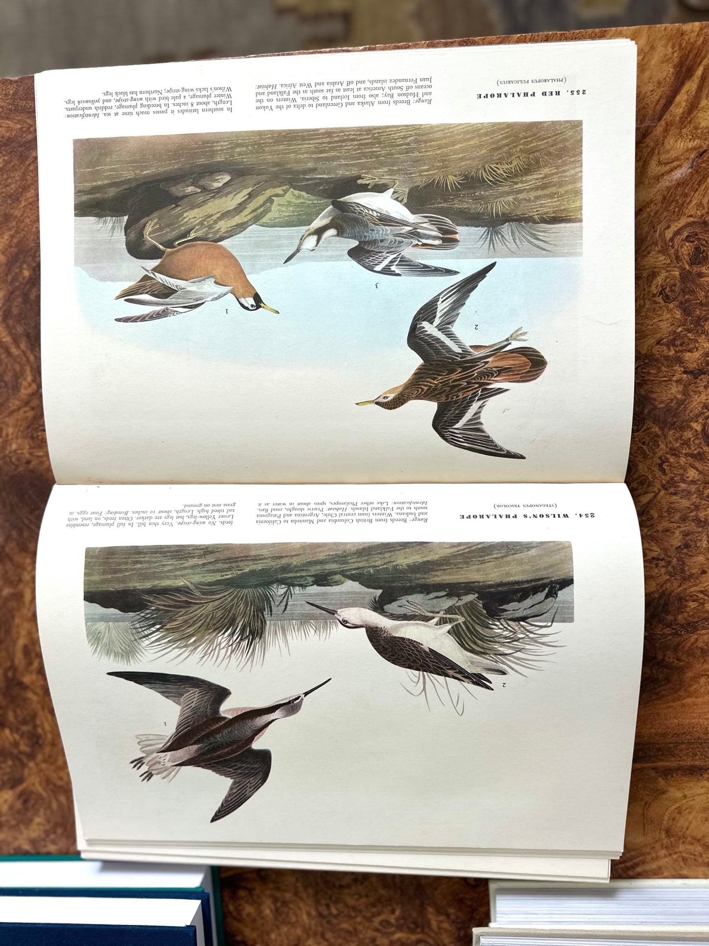The Birds of America