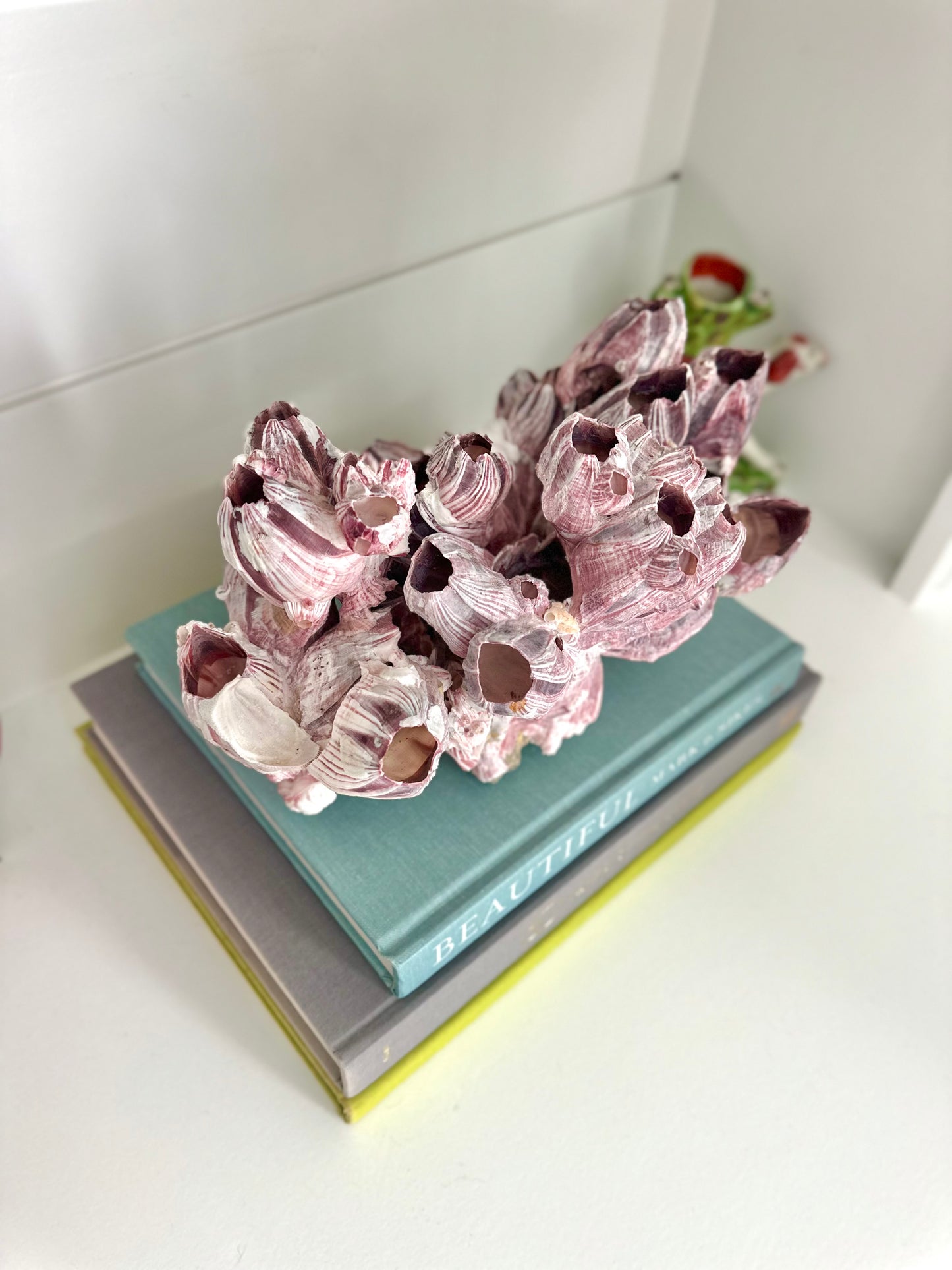 Purple Acorn Coral Cluster