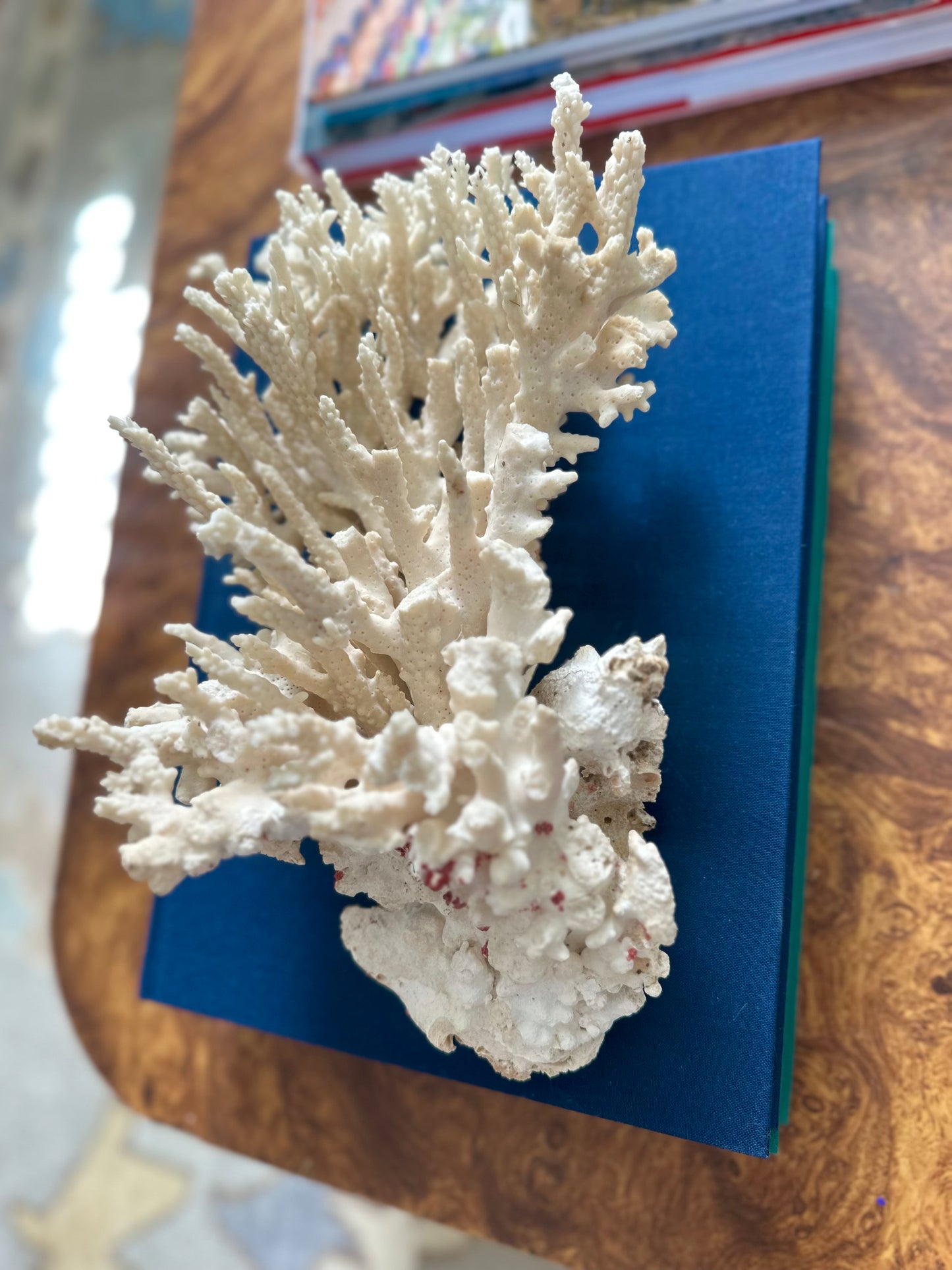 White Lace Coral