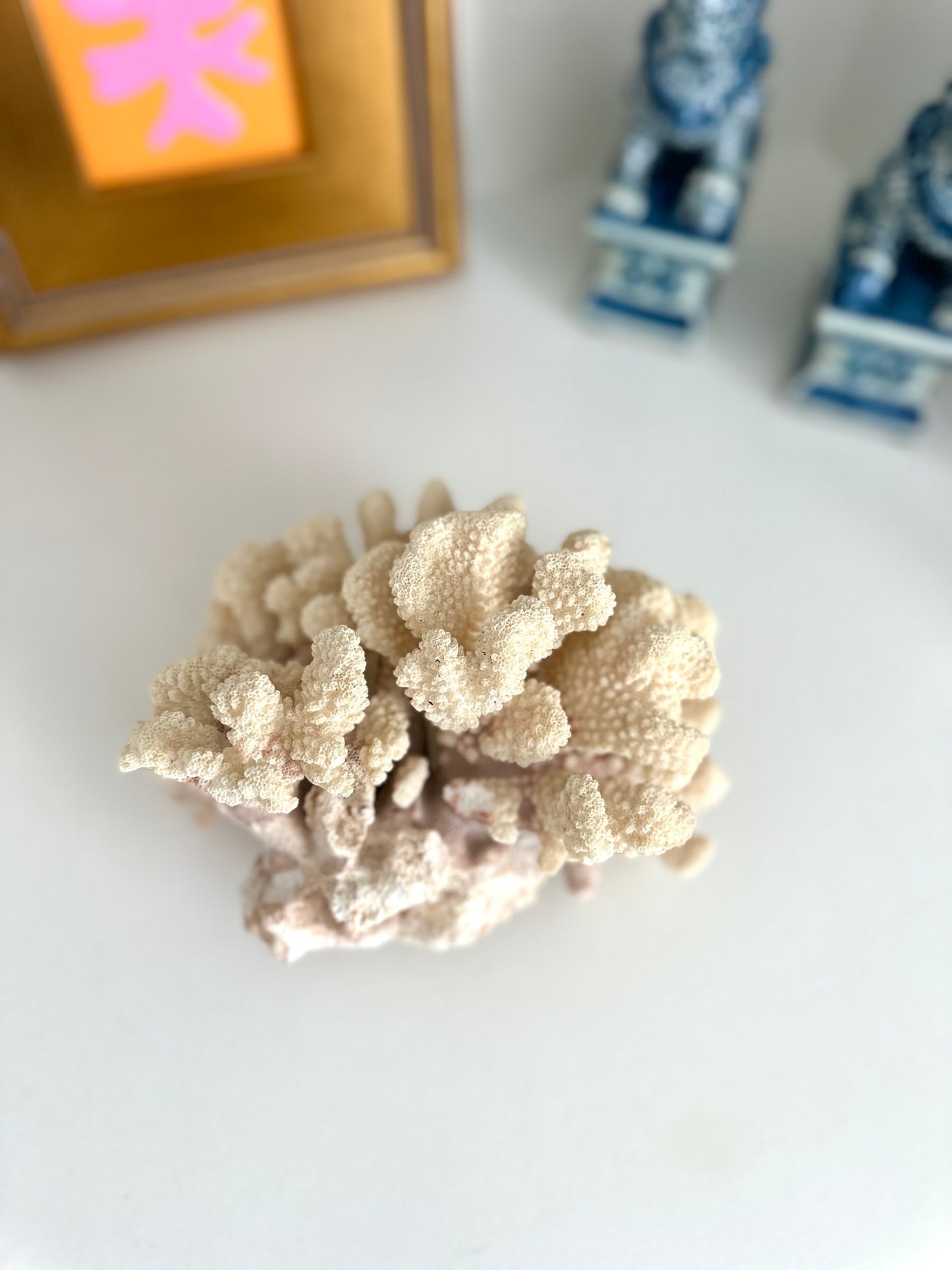 Cat Paw Coral