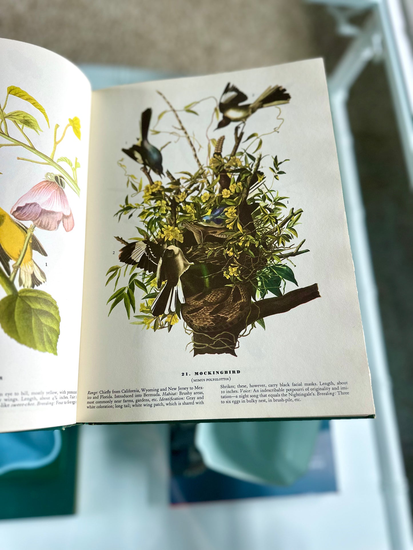 Vintage Birds of America