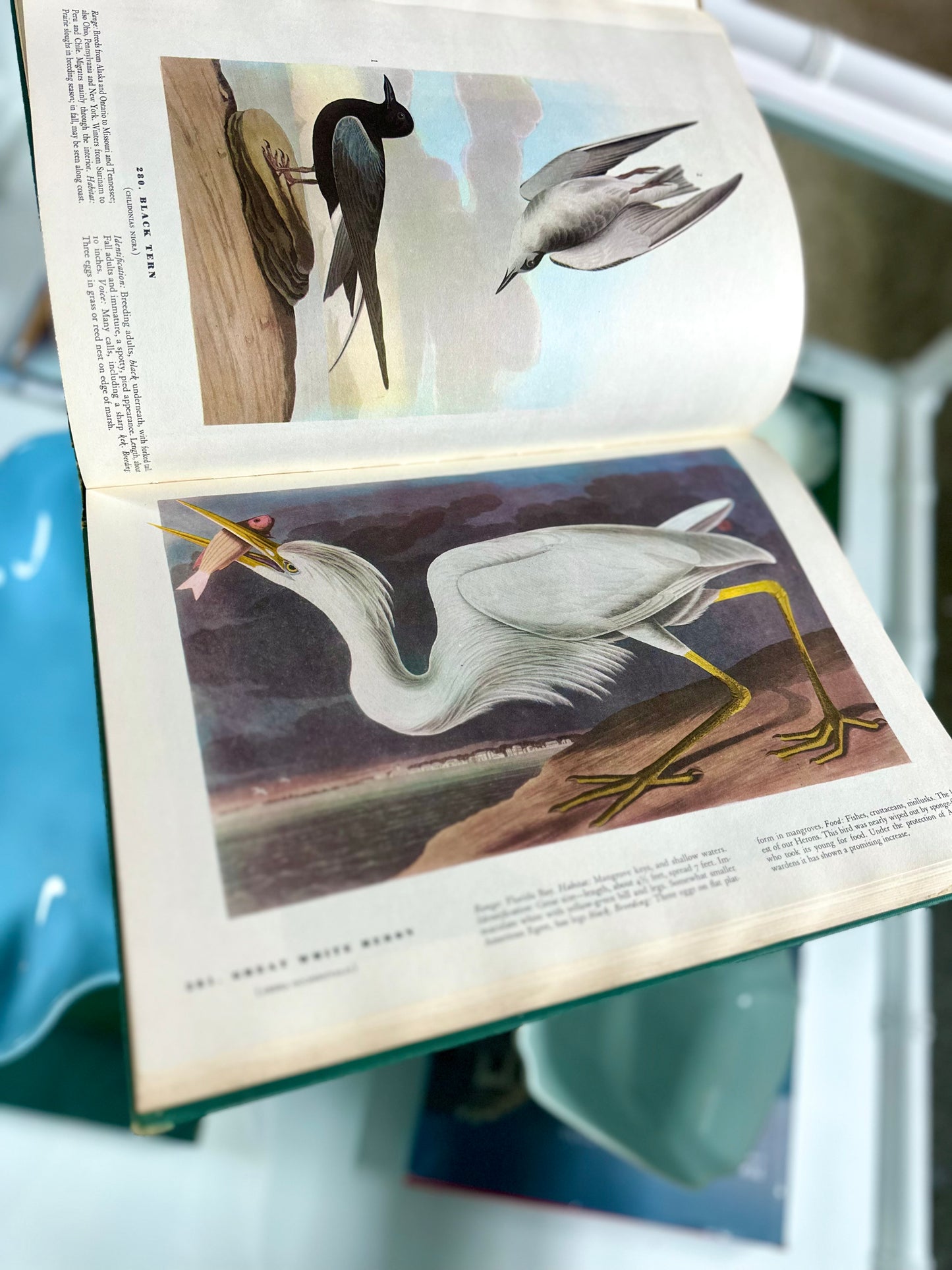 Vintage Birds of America