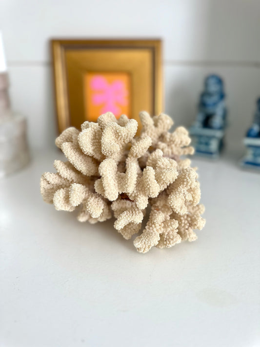 Cat Paw Coral