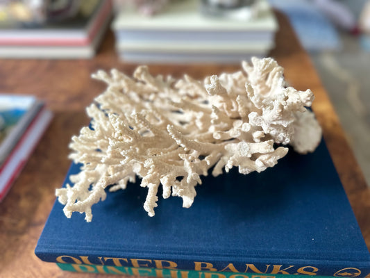 White Lace Coral