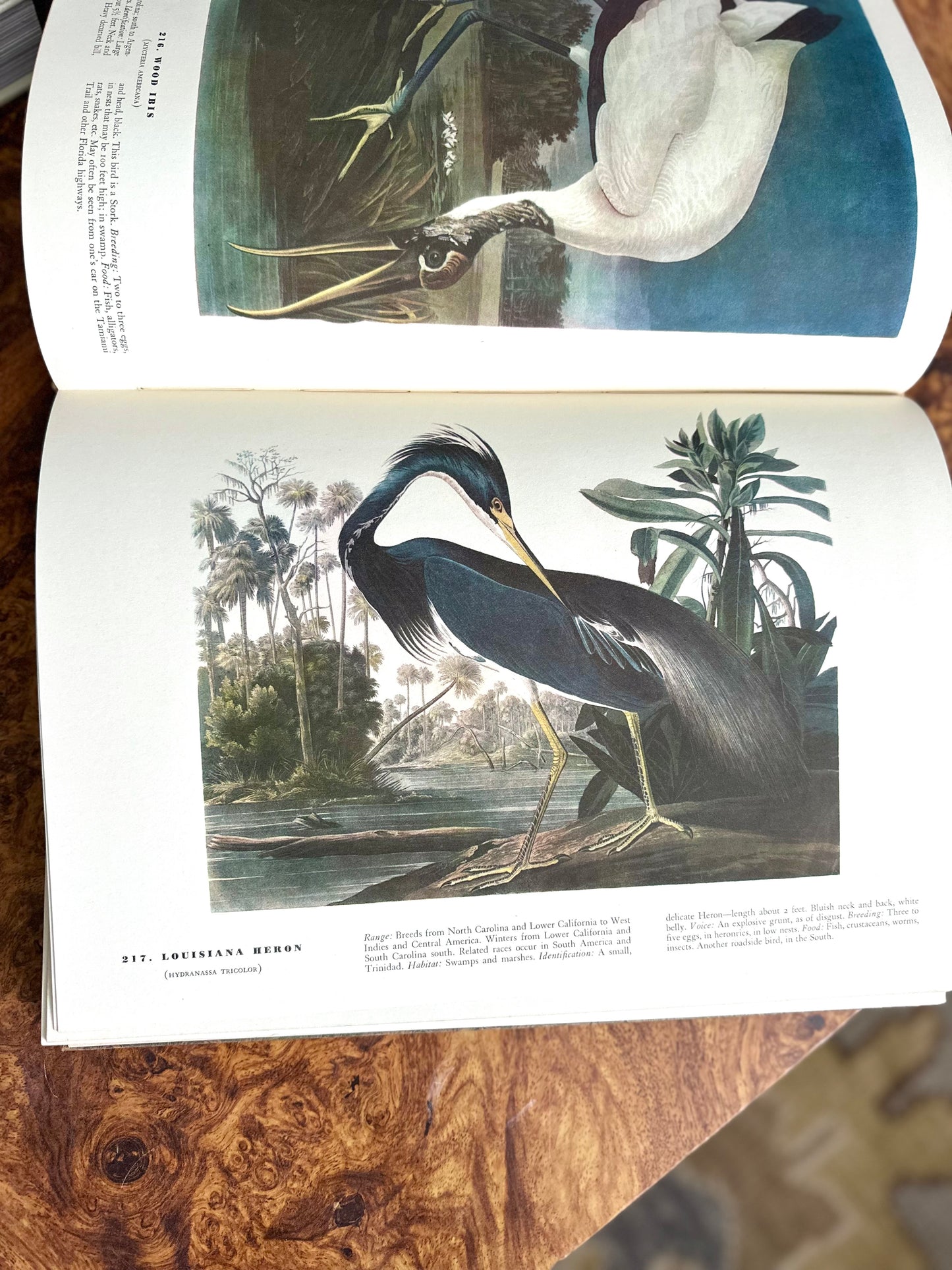 The Birds of America