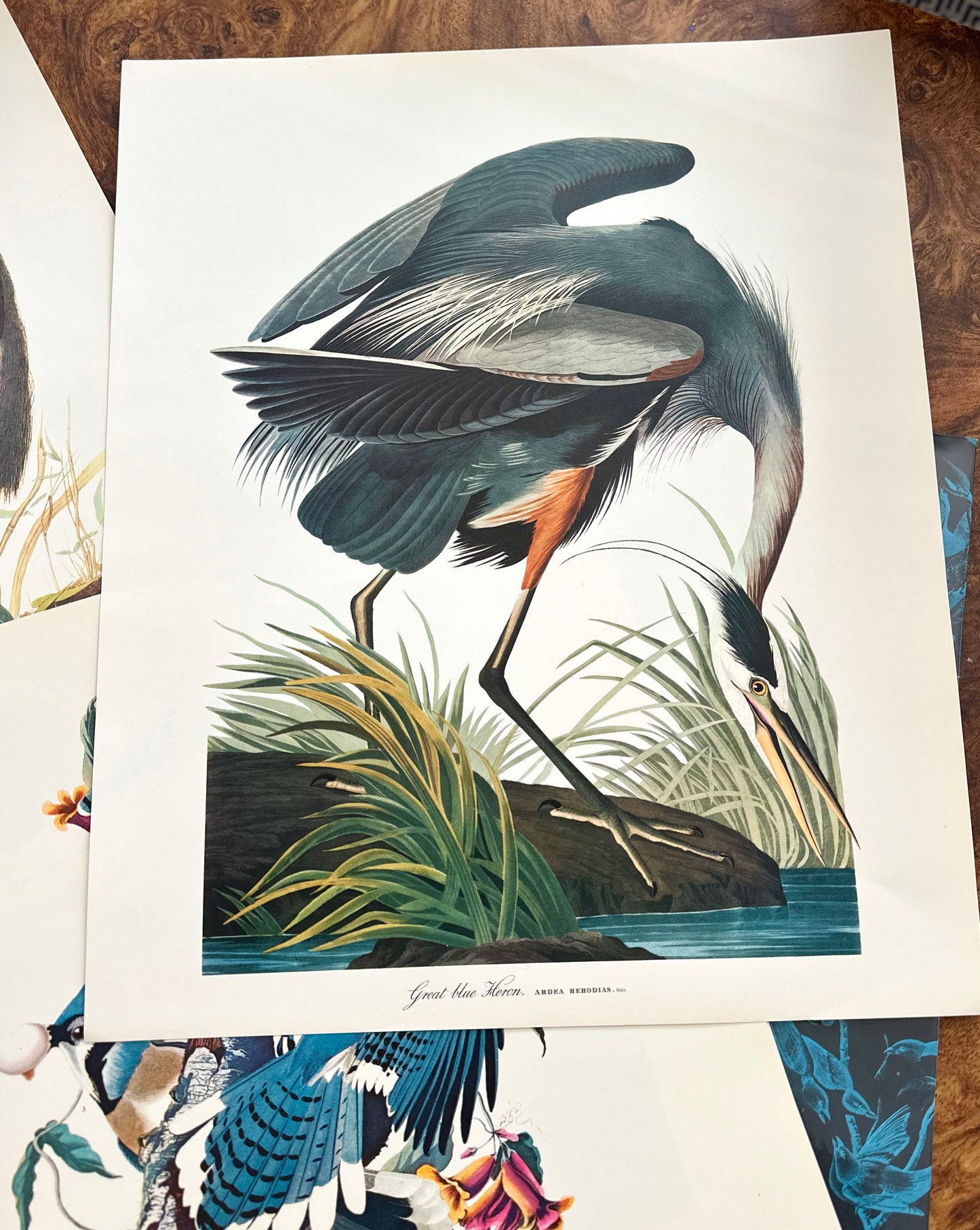 The Audubon Folio
