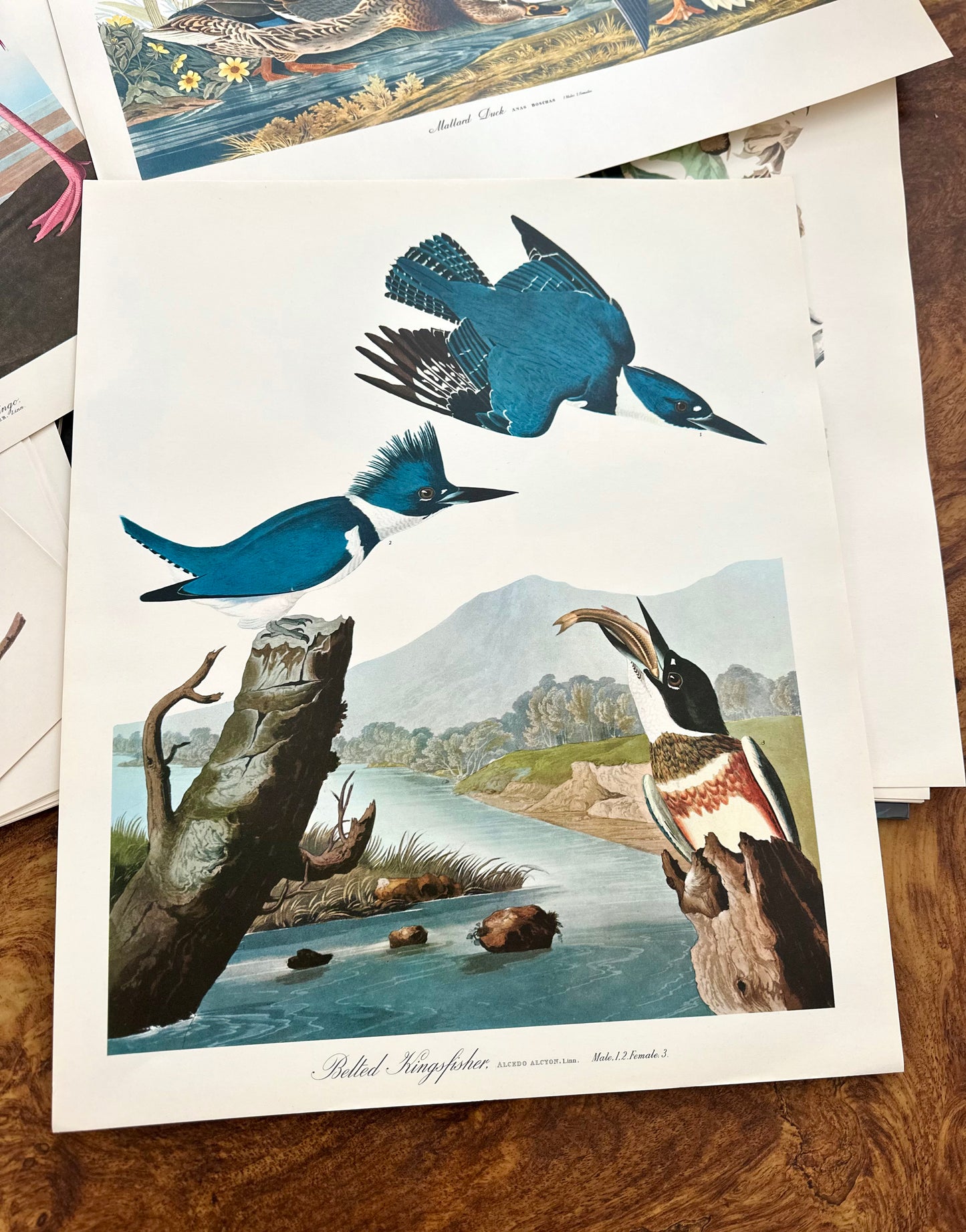 The Audubon Folio