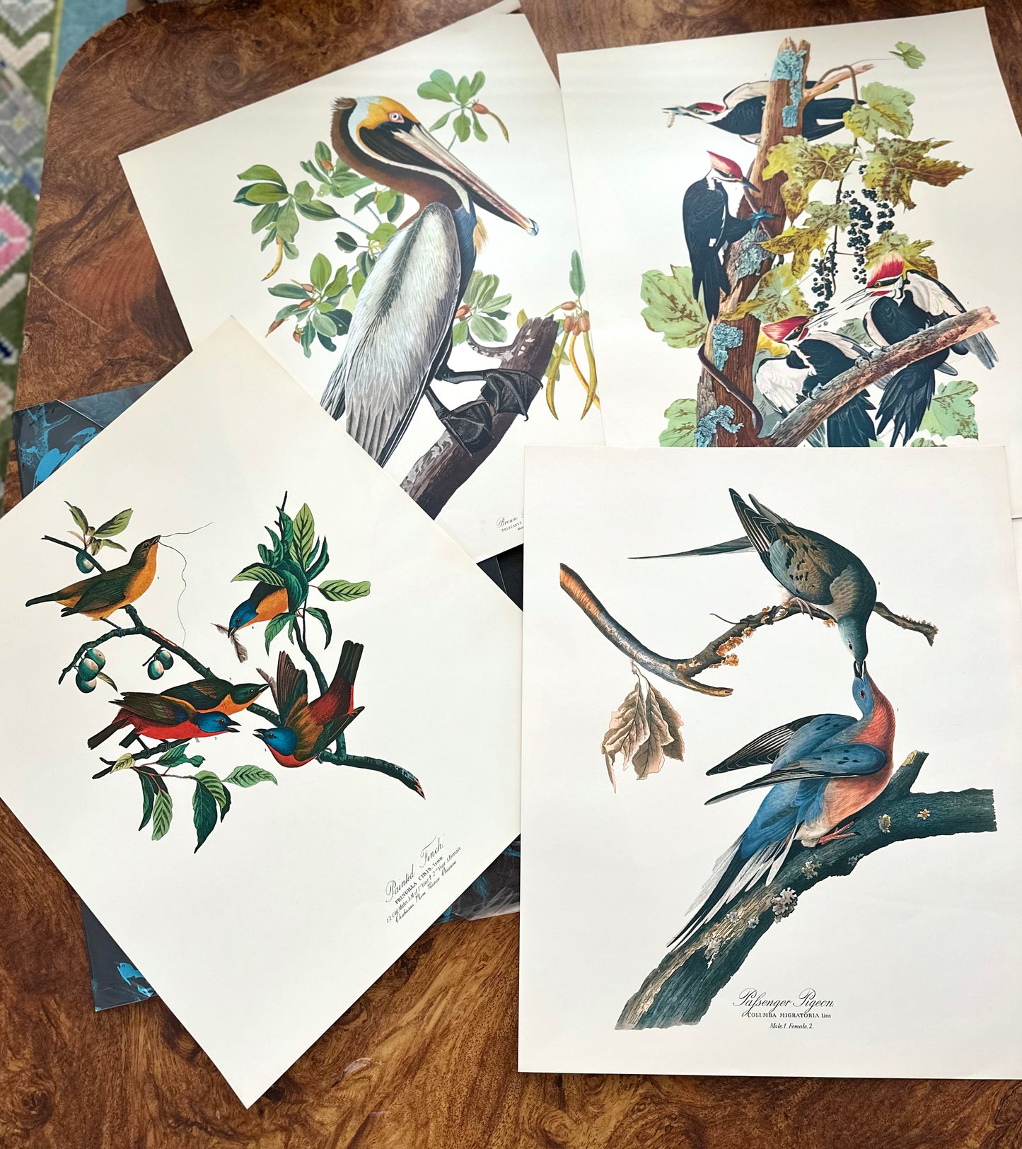The Audubon Folio