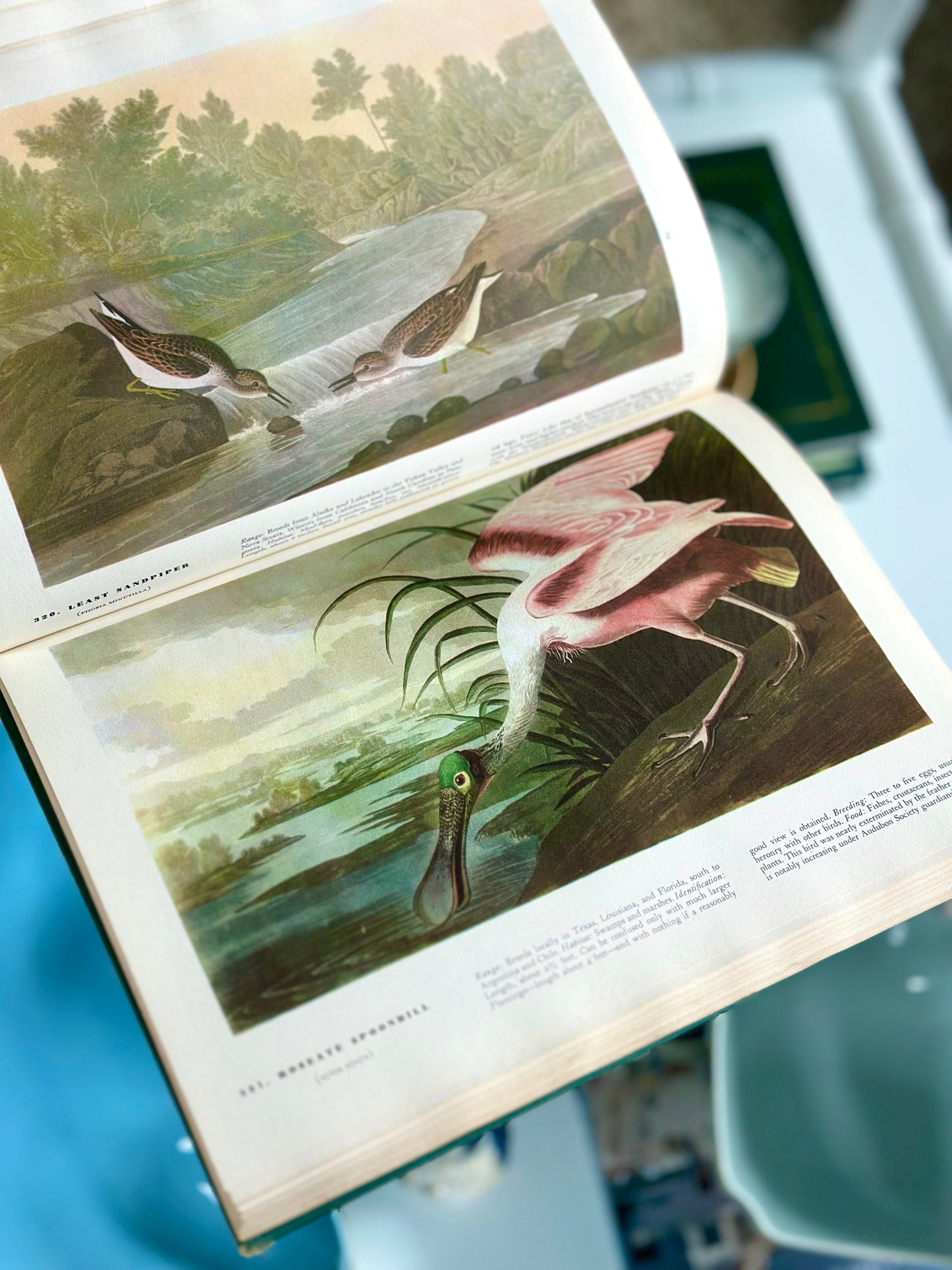 Vintage Birds of America