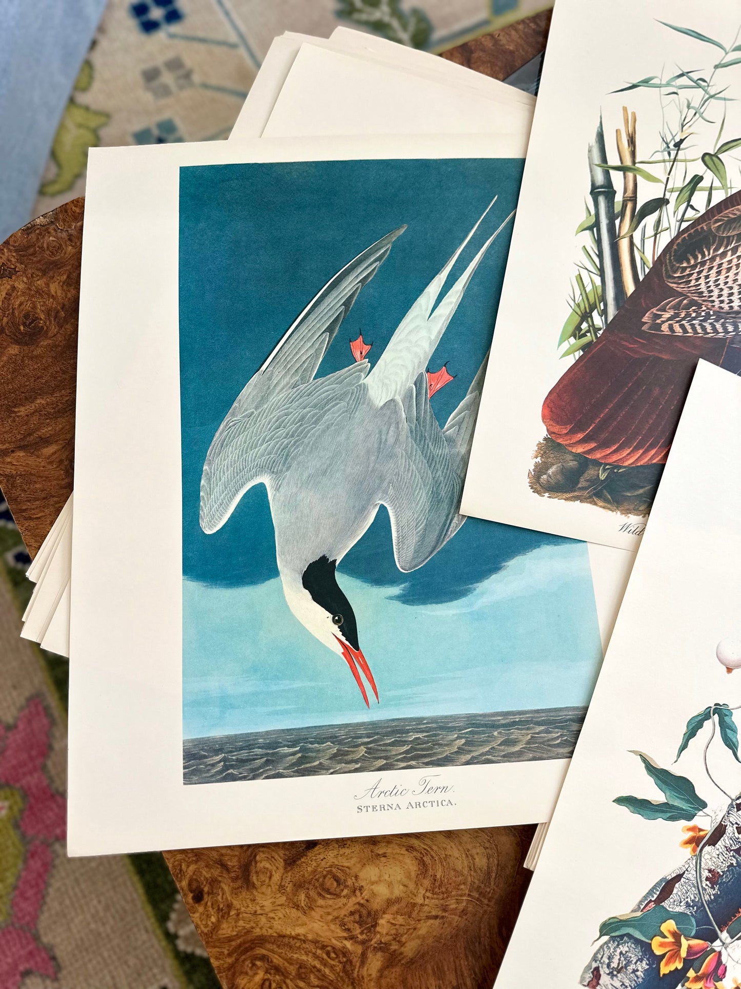 The Audubon Folio