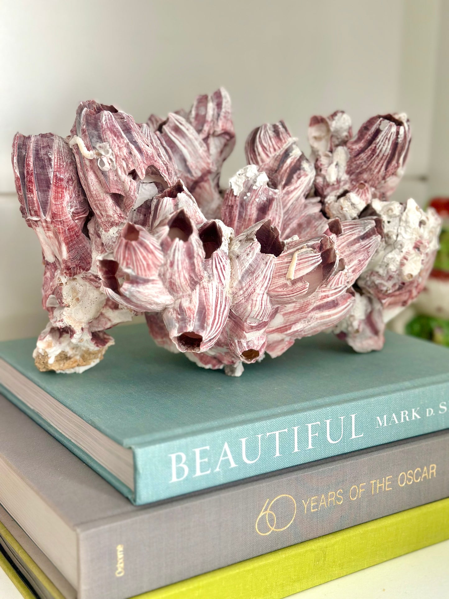 Purple Acorn Coral Cluster