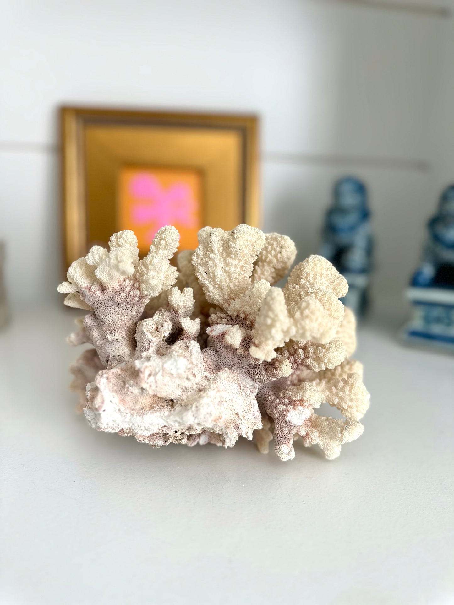 Cat Paw Coral