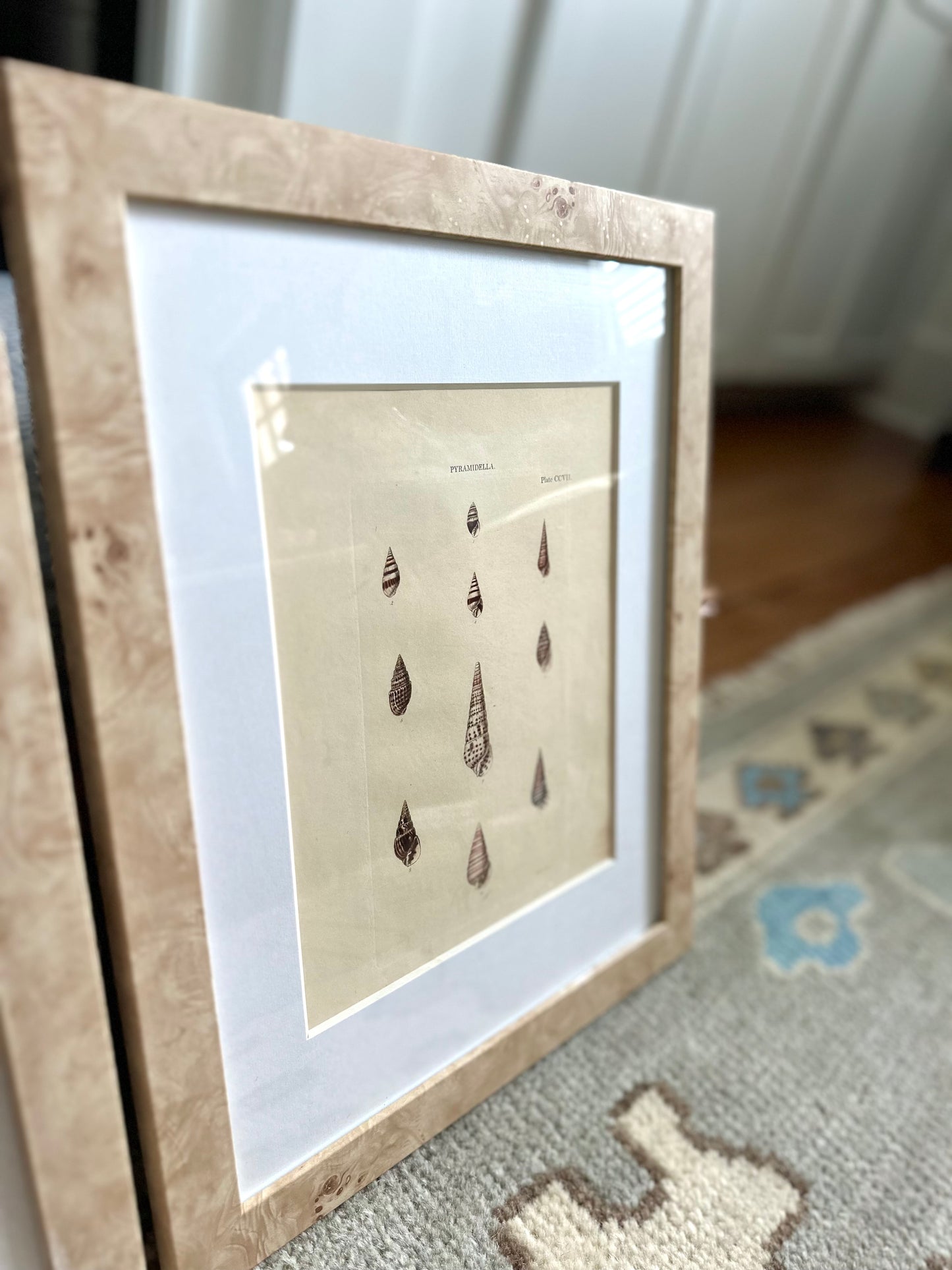 Antique Shell Plate Set