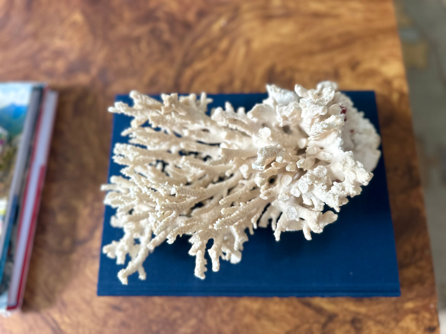 White Lace Coral