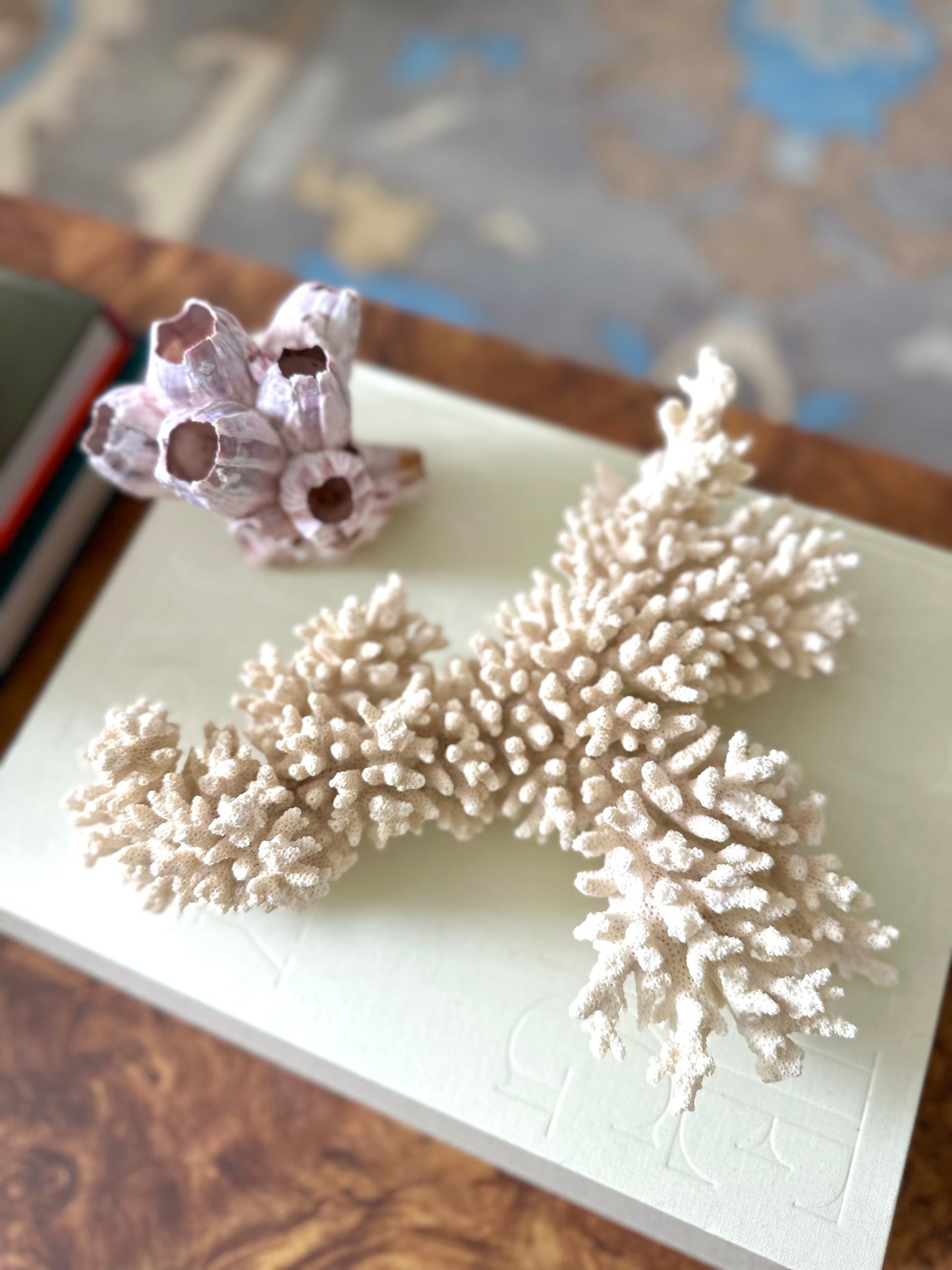 Finger Coral