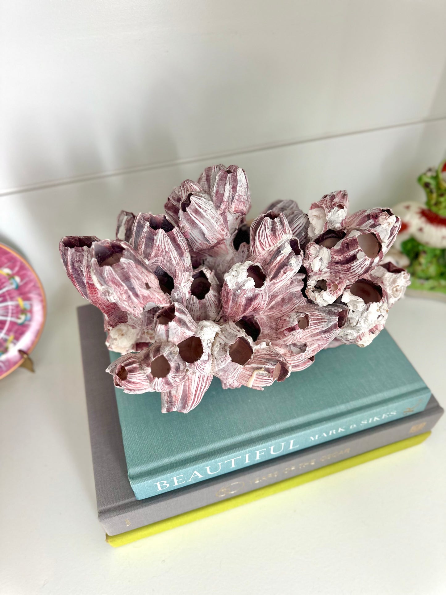 Purple Acorn Coral Cluster