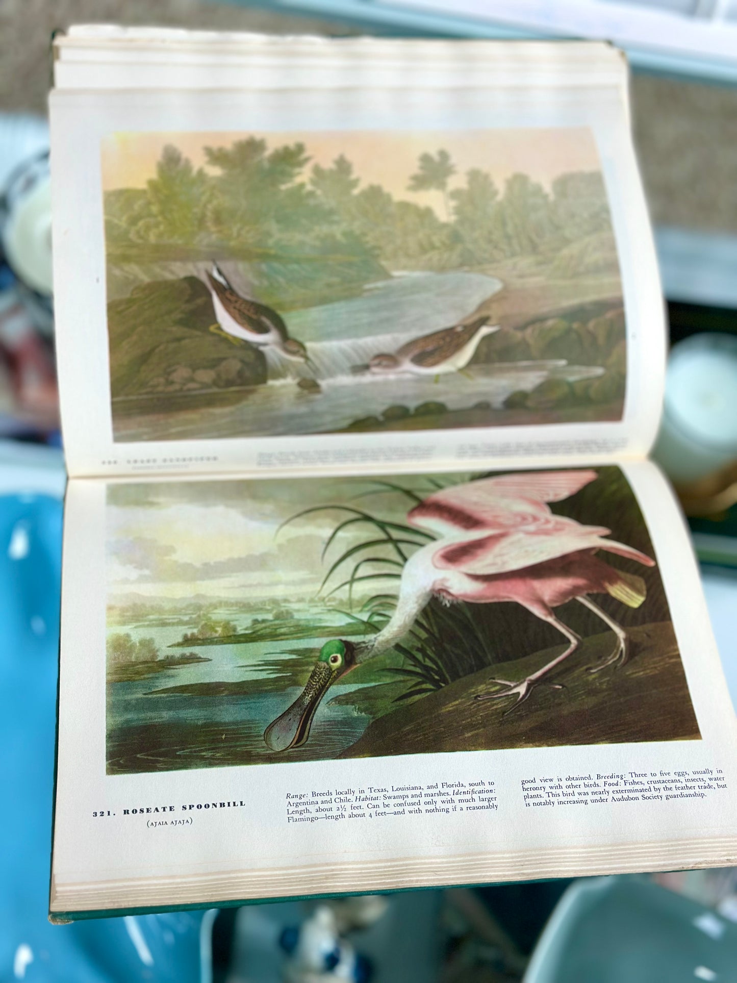 Vintage Birds of America
