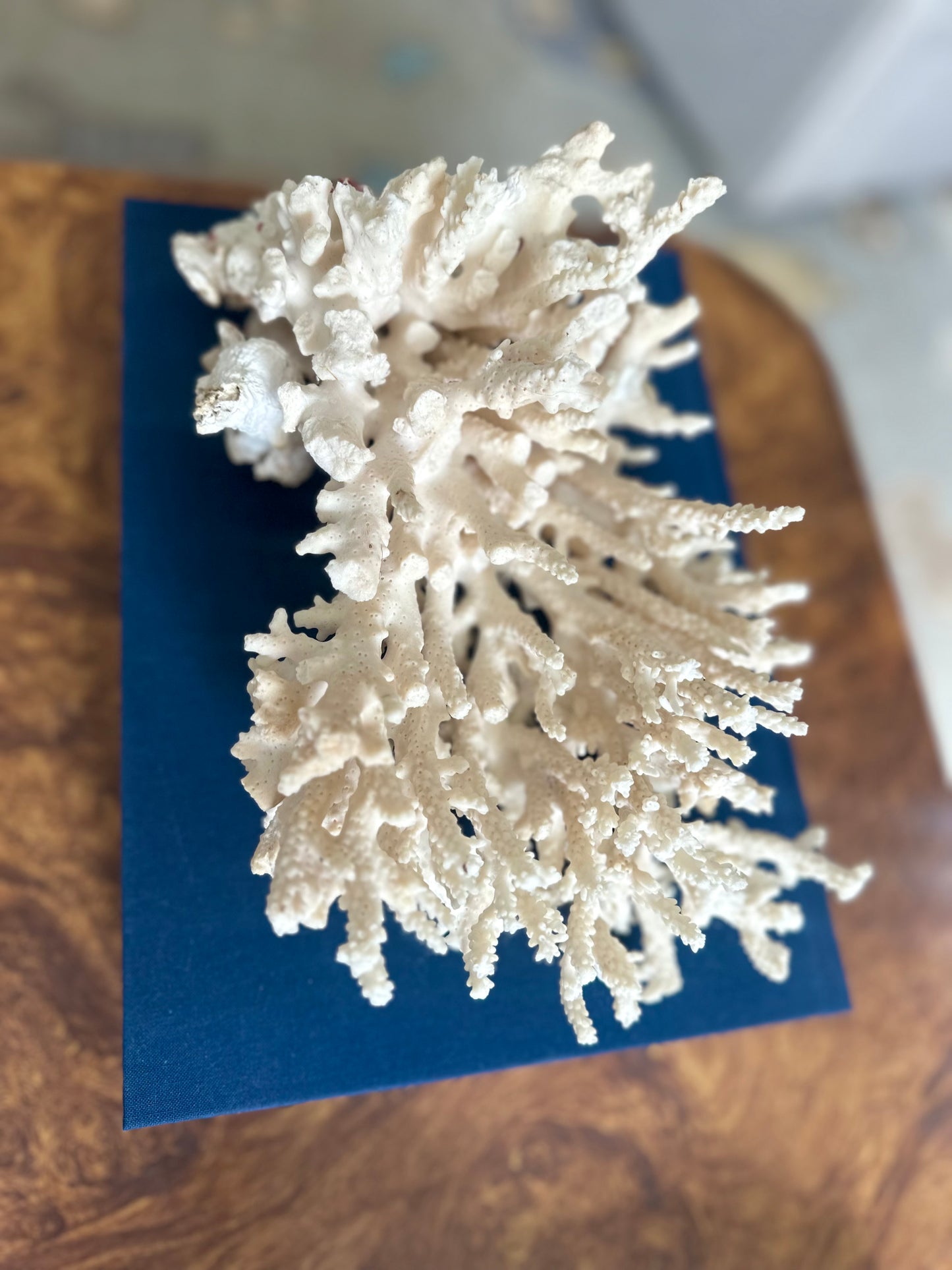 White Lace Coral