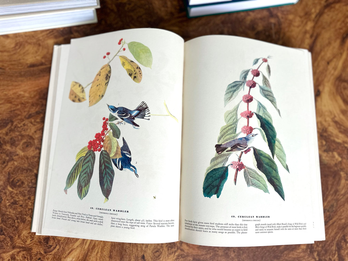 The Birds of America