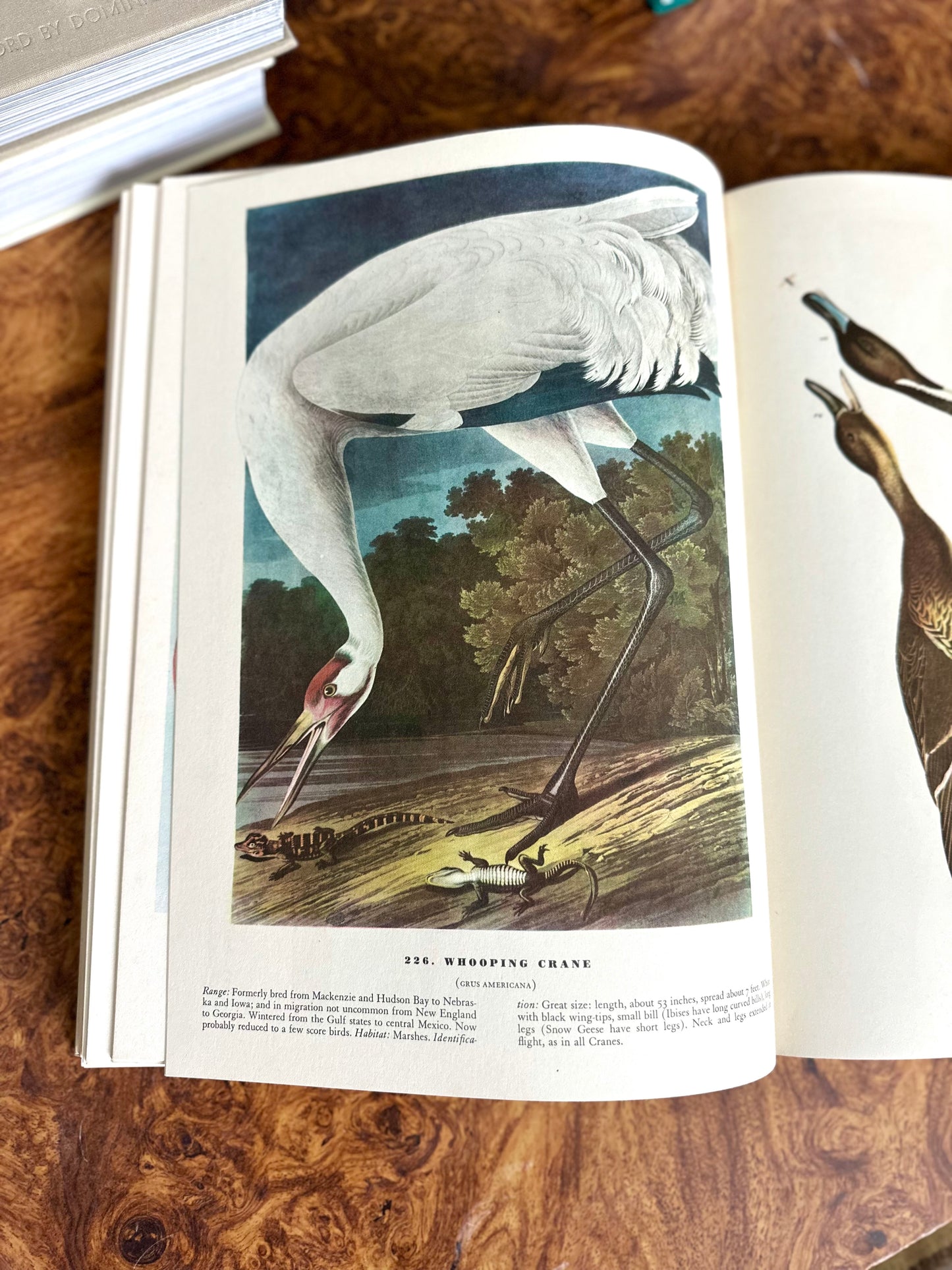 The Birds of America