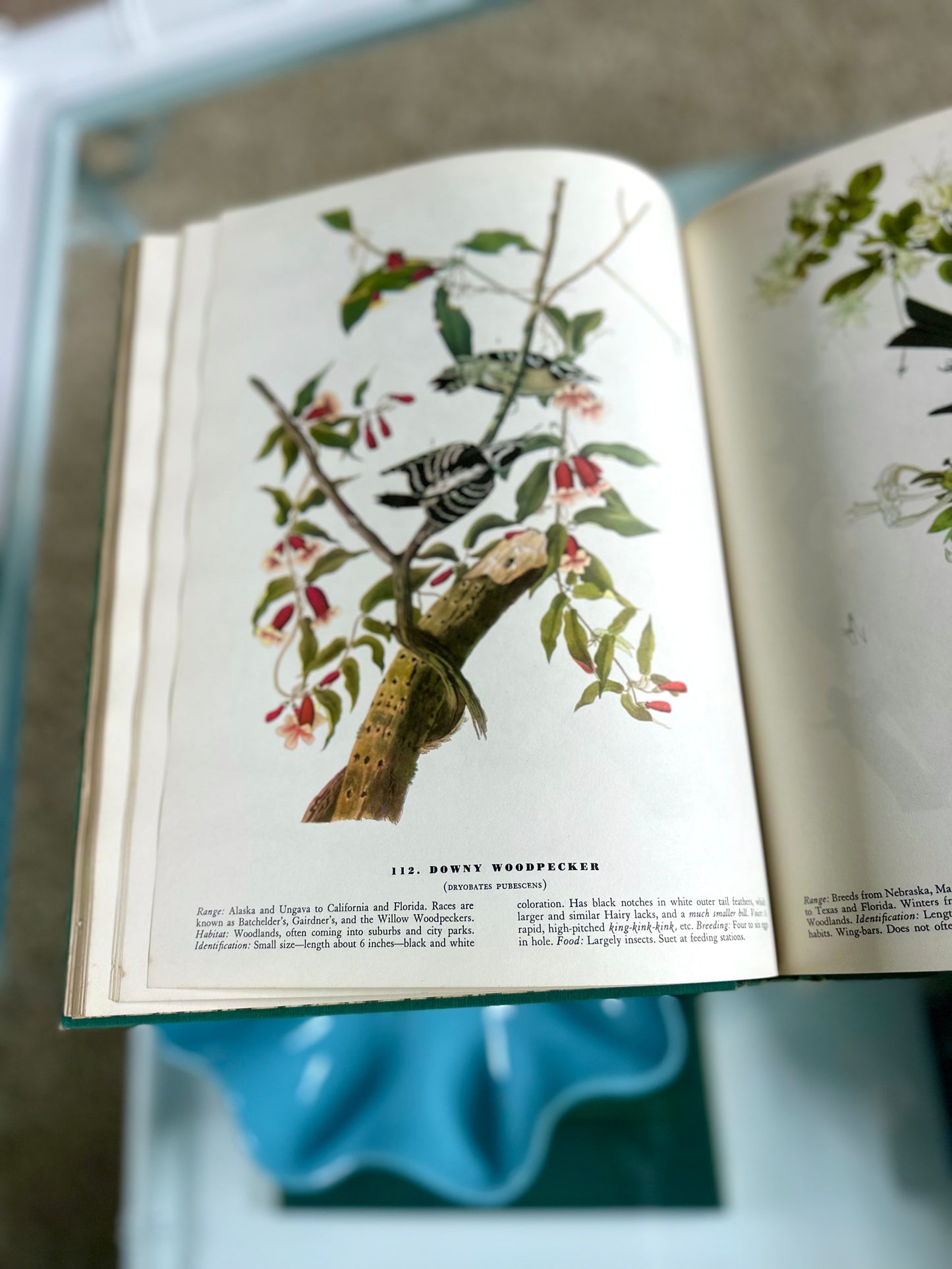 Vintage Birds of America